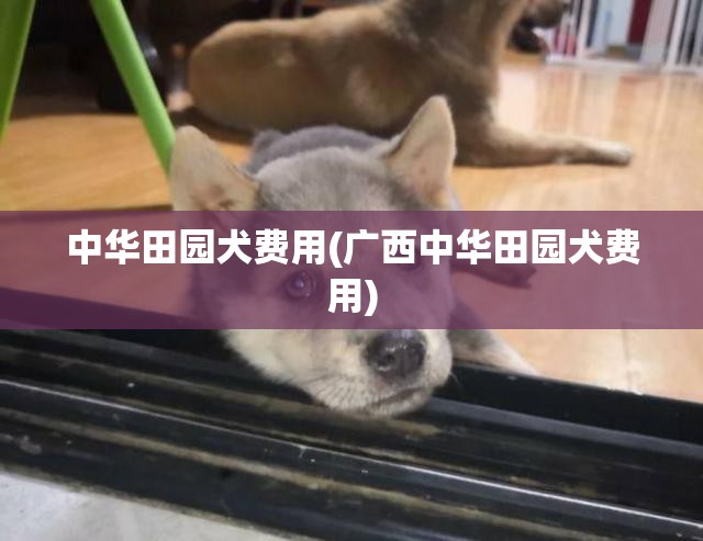 中华田园犬费用(广西中华田园犬费用) 中华田园犬费用(广西中华田园犬费用)
