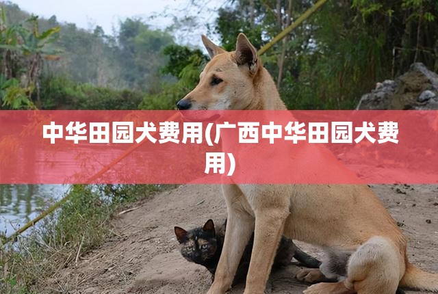 中华田园犬费用(广西中华田园犬费用) 中华田园犬费用(广西中华田园犬费用)