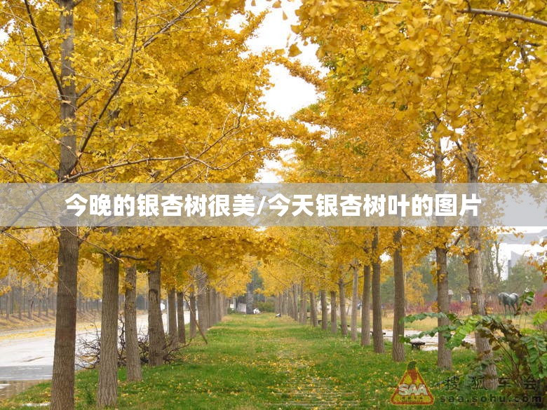 今晚的银杏树很美/今天银杏树叶的图片